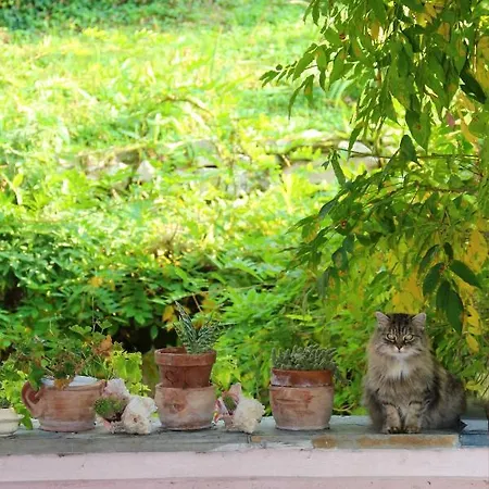 Charming House Near With Private Pool * Monteciccardo